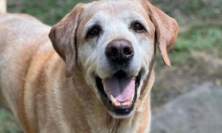Castração gratuita de cães e gatos pode ser agendada