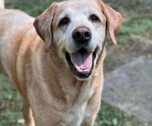 Castração gratuita de cães e gatos pode ser agendada