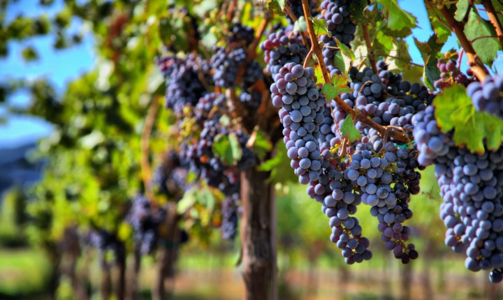 Merlot: a francesa que ganhou o mundo