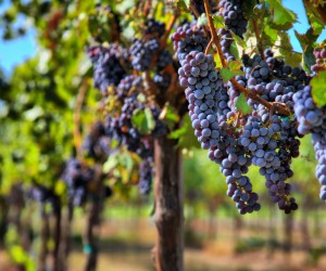 Merlot: a francesa que ganhou o mundo