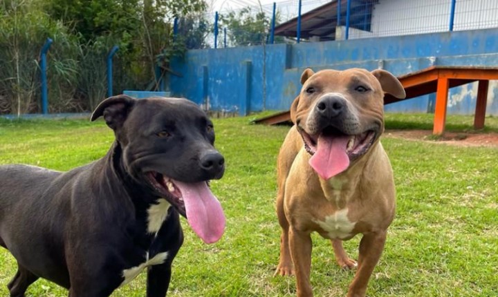 Campanha de adoção de pets será neste sábado, na Dibea