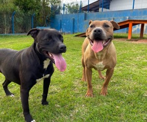 Campanha de adoção de pets será neste sábado, na Dibea