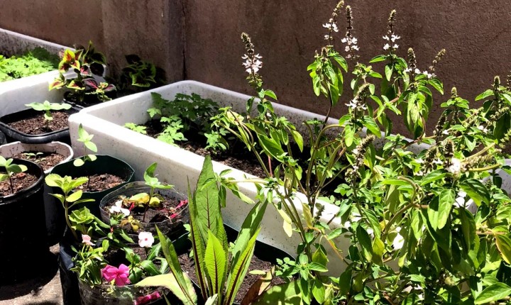 Acolhidos da Casa de Passagem constroem horta-jardim em atividade coletiva