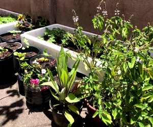 Acolhidos da Casa de Passagem constroem horta-jardim em atividade coletiva