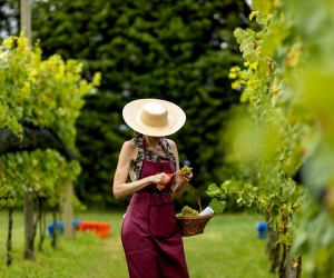 Vinícola apresenta 'Festa da Colheita' 