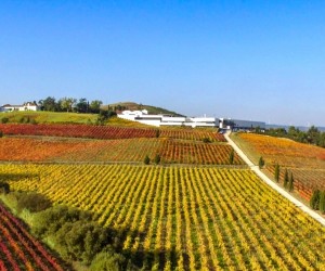 Saiba onde curtir enoturismo pelo mundo