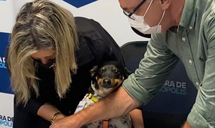 Pioneirismo na Capital: animais de famílias carentes terão tratamento gratuito de leishmaniose 