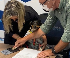 Pioneirismo na Capital: animais de famílias carentes terão tratamento gratuito de leishmaniose 