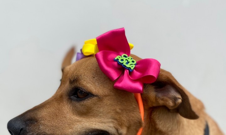 ''Cão Folia da Dibea' será neste sábado, 11