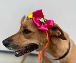 ''Cão Folia da Dibea' será neste sábado, 11