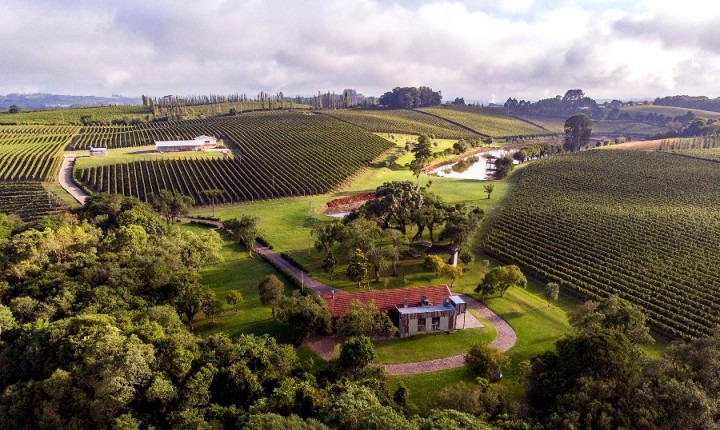 Evento celebra primeira vindima após conquista da DO