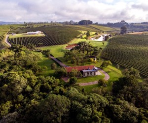 Evento celebra primeira vindima após conquista da DO