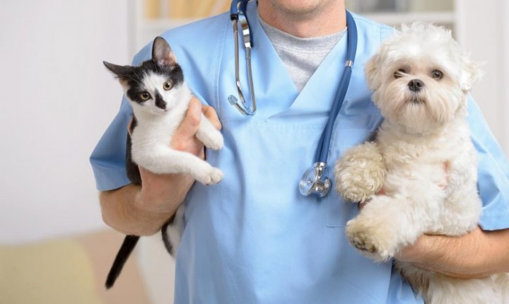 Cadastramento para castração de cães e gatos no Saco Grande será nesta sexta