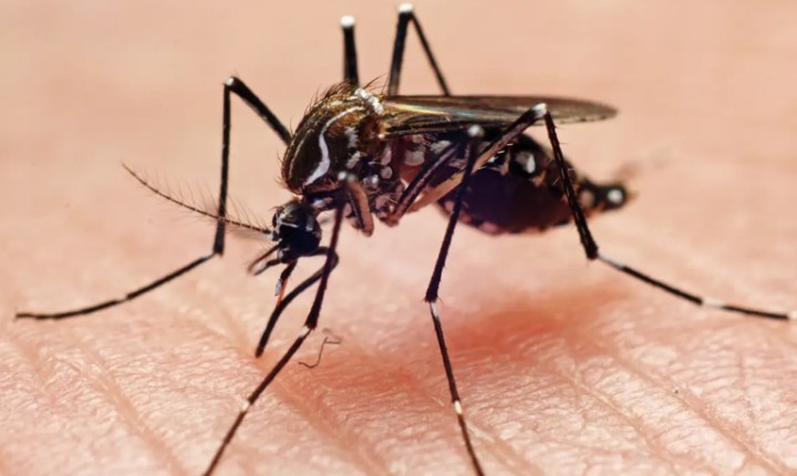 Alerta para aumento dos casos de dengue na Capital