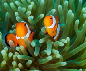 Floripa tem programação cultural intensa neste final de semana