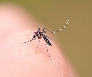 Centros de Saúde têm horário ampliado por conta da dengue