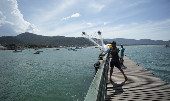 Safra da tainha se inicia na Capital