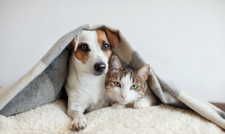 Proteja seu pet do frio com estas dicas!