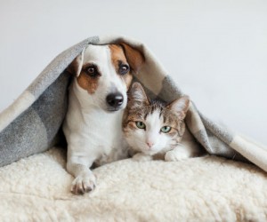 Proteja seu pet do frio com estas dicas!