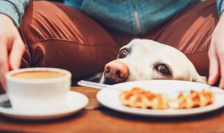 Não tenha dó do seu pet na hora das refeições