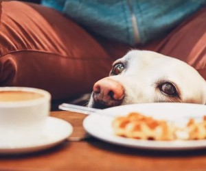 Não tenha dó do seu pet na hora das refeições