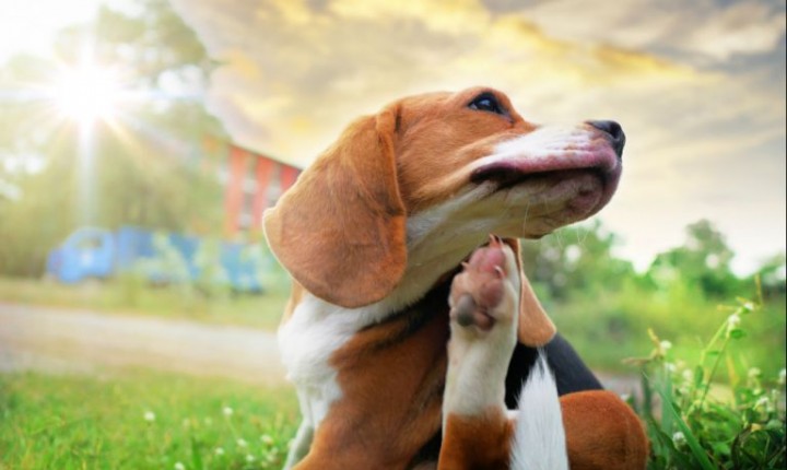 Coceira em cachorro: saiba quando esse hábito é um problema