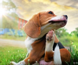 Coceira em cachorro: saiba quando esse hábito é um problema