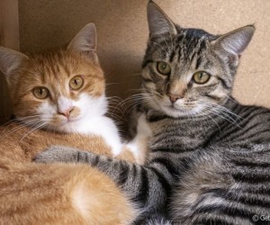 Gatos: saiba como preservar a saúde dos felinos de estimação