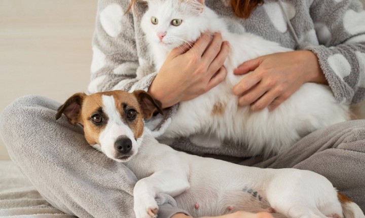 Psicologia animal: saiba como usar com o seu pet