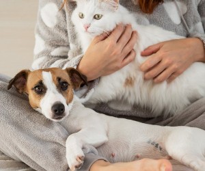 Psicologia animal: saiba como usar com o seu pet