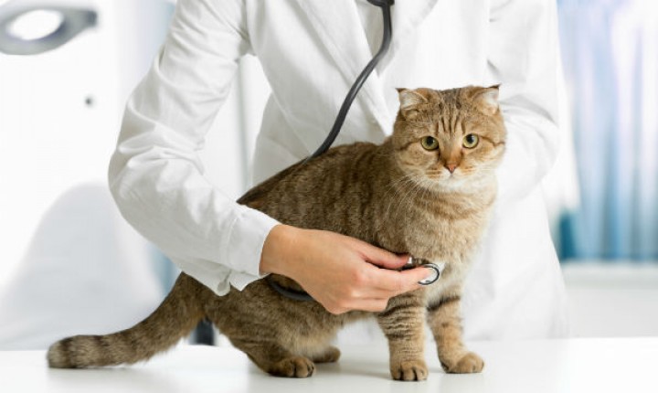 Gatos que urinam por toda casa devem ser observados