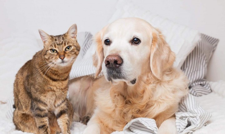 Rinite e sinusite também afetam cães e gatos