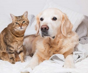 Rinite e sinusite também afetam cães e gatos