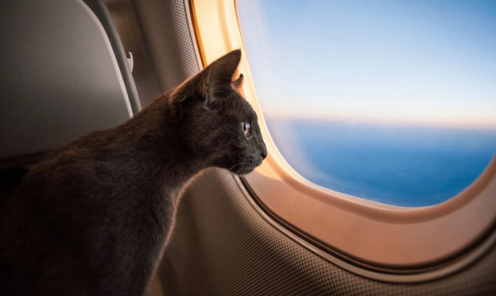 Saiba como fazer uma viagem segura com cães e gatos