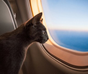Saiba como fazer uma viagem segura com cães e gatos