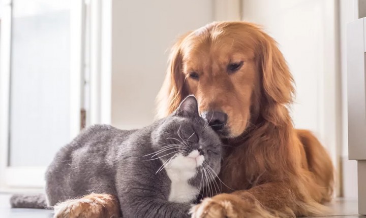 Como evitar brigas entre cães e gatos?