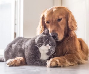 Como evitar brigas entre cães e gatos?