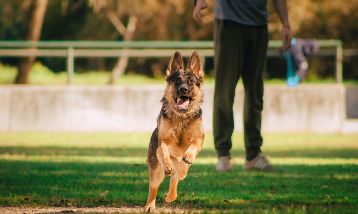 Artrite e artrose também afetam os pets