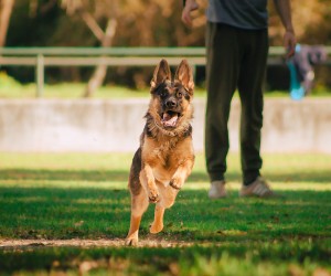 Artrite e artrose também afetam os pets