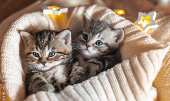 FIV e FeLV em gatos: o que você precisa saber