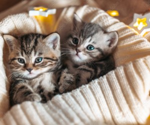 FIV e FeLV em gatos: o que você precisa saber