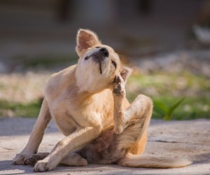 Coceira e mal estar: conheça as possíveis causas