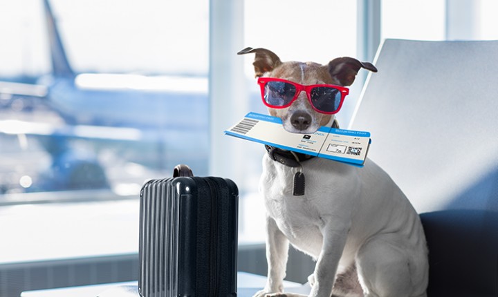 Viagem de férias: levar ou não o cachorro? 
