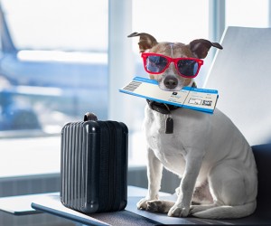 Viagem de férias: levar ou não o cachorro? 