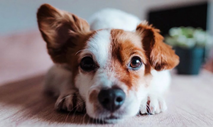 Um comportamento nada agradável dos cães