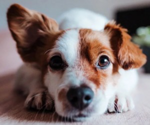 Um comportamento nada agradável dos cães