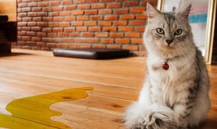 Gatos precisam ser observados em casos como este