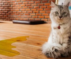 Gatos precisam ser observados em casos como este