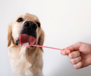 Quatro dicas para cuidar da higiene oral dos pets