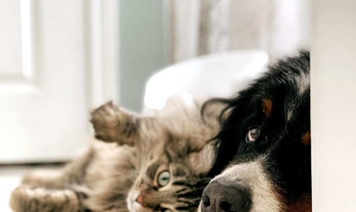 Conjuntivite causa incômodo em pets, mas tratamento é simples e rápido